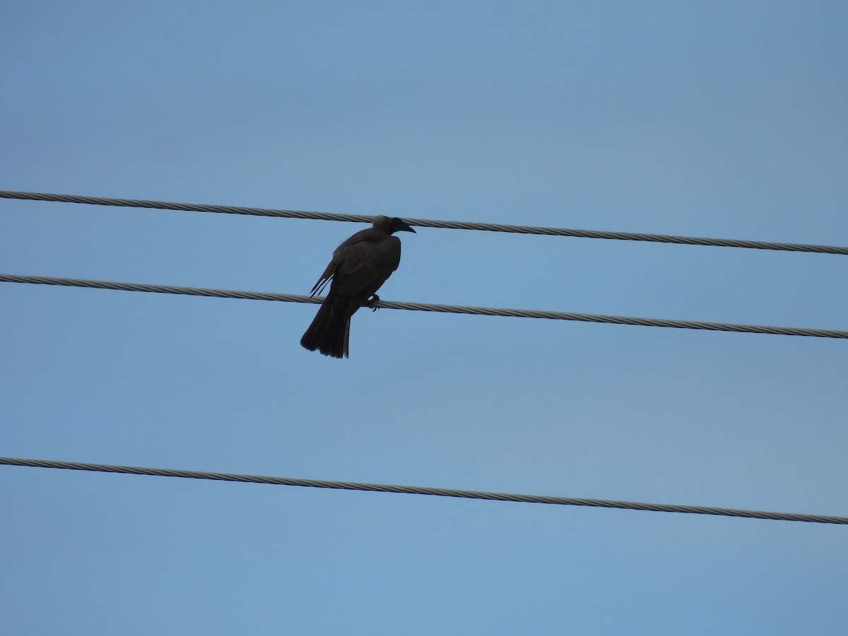 Helmlederkopf (yorki) - ML646221577