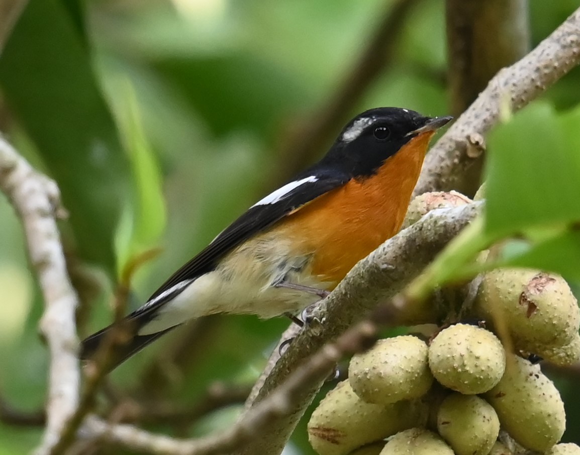 Mugimaki Flycatcher - ML646221578