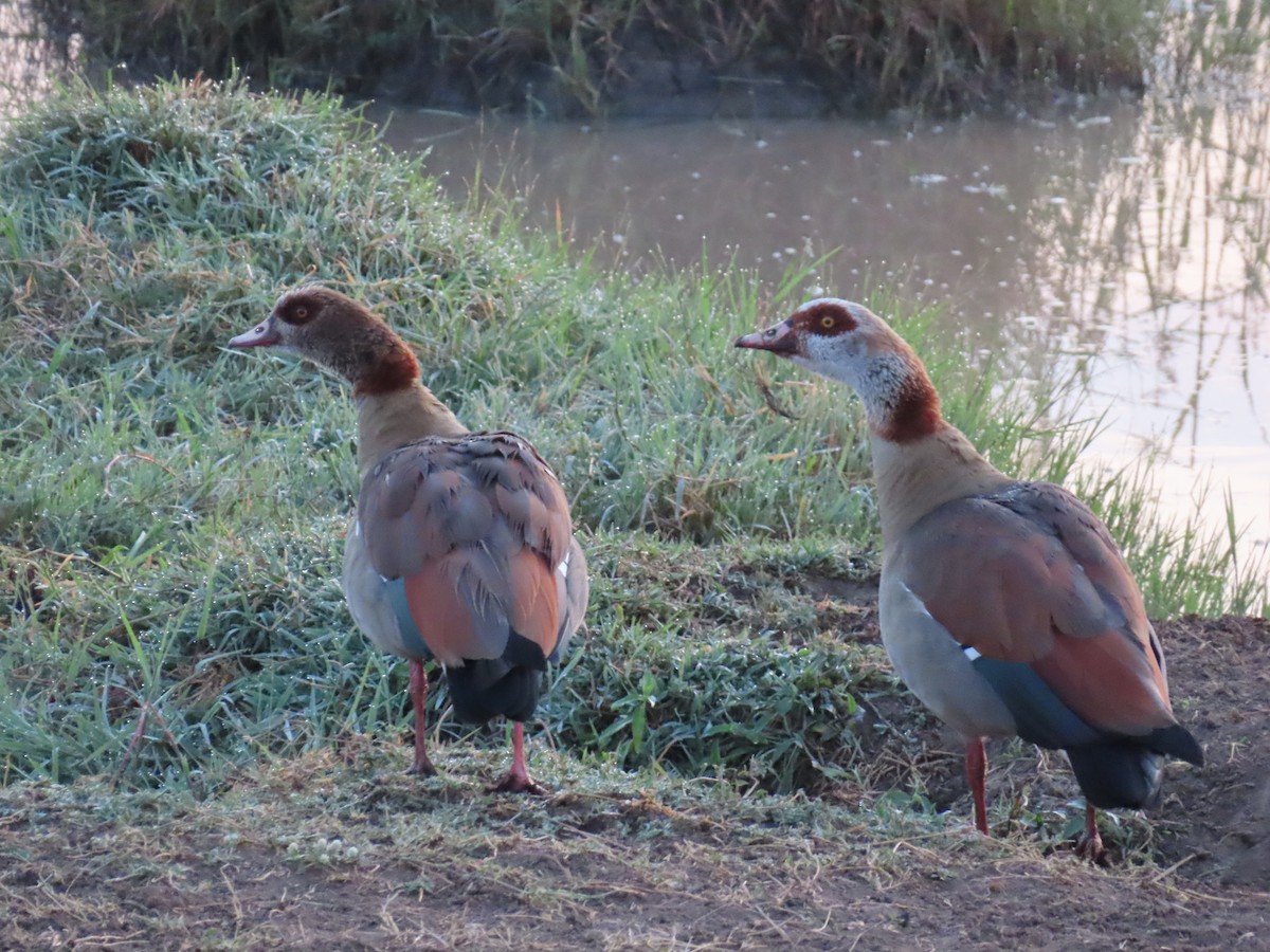 Egyptian Goose - ML646221580