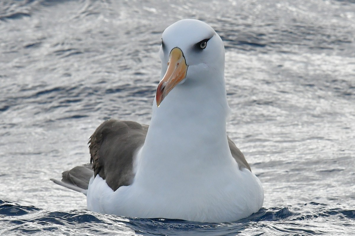 Black-browed Albatross (Campbell) - ML646221582