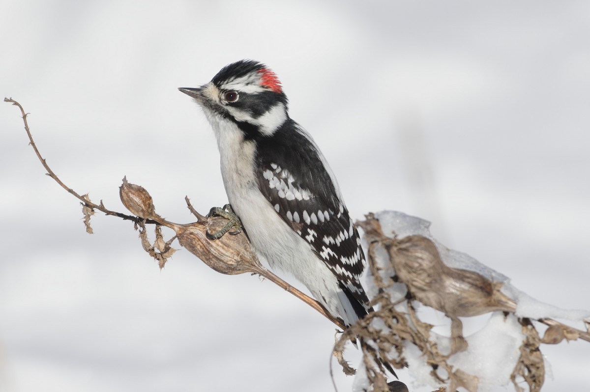 Downy Woodpecker - ML646221585