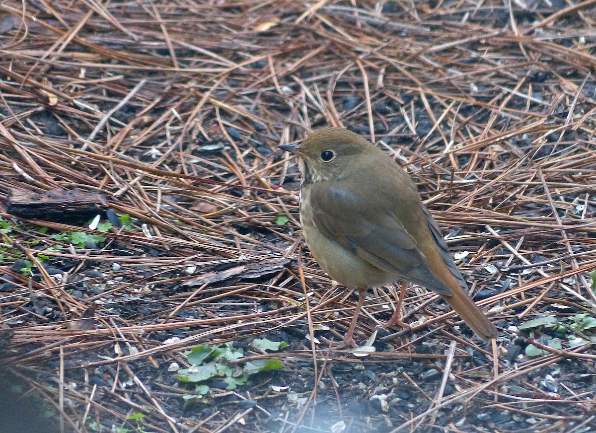 Münzevi Bülbül Ardıcı - ML646221587