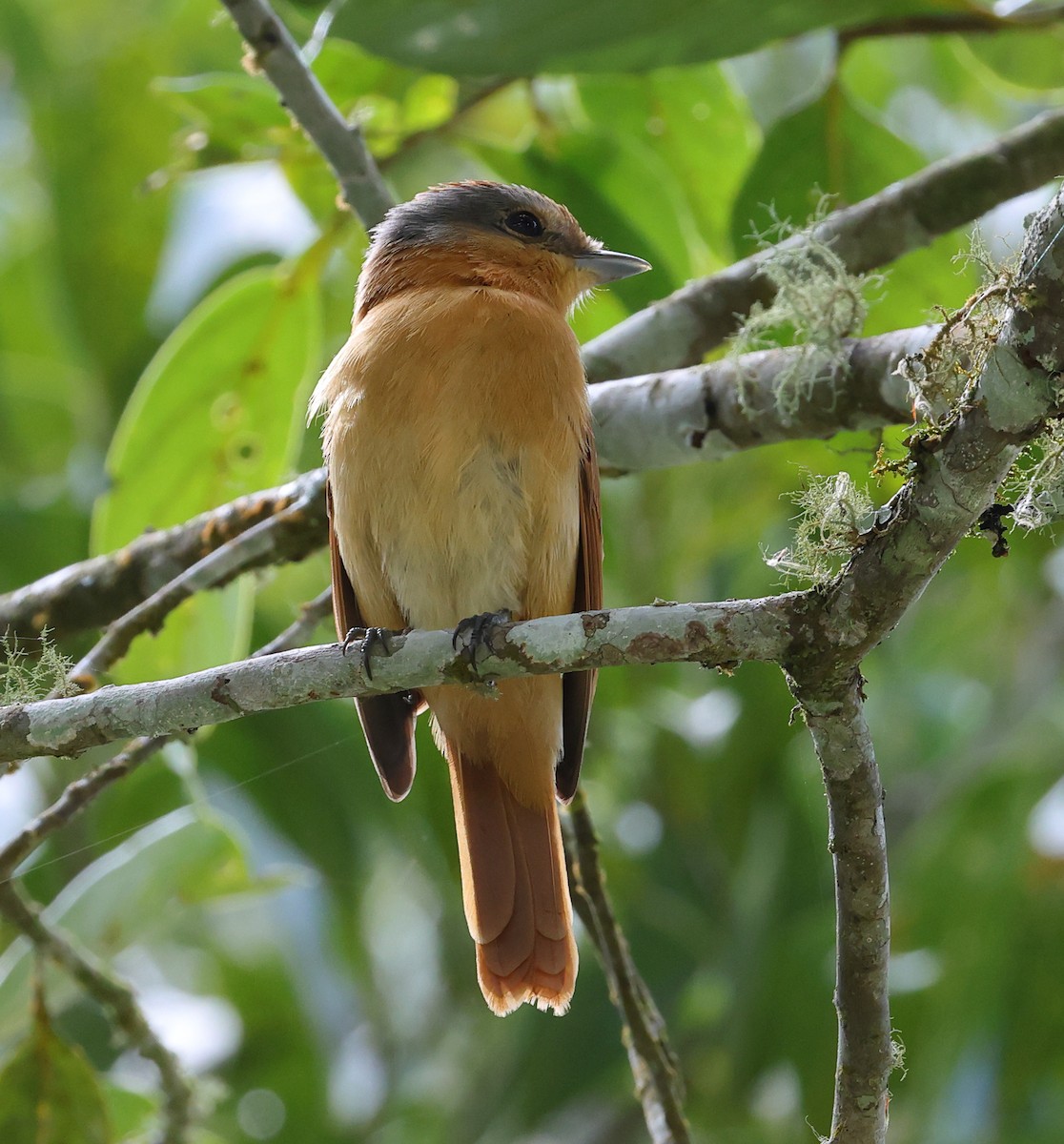 Chestnut-crowned Becard - ML646221588