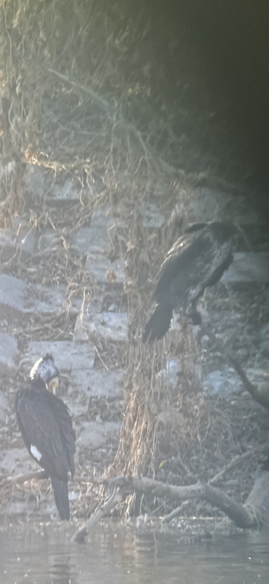 kormorán velký - ML646221589