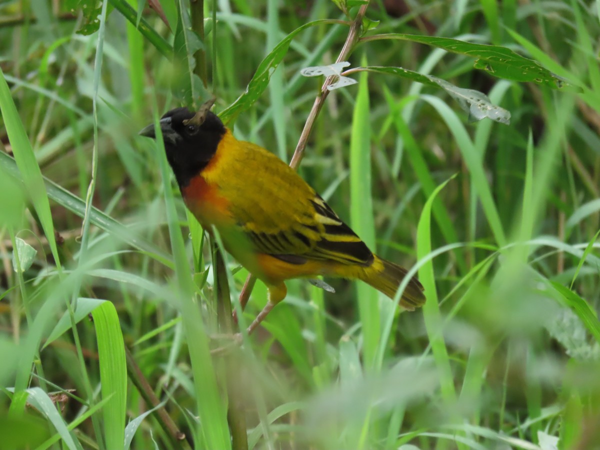 Black-headed Weaver - ML646221596