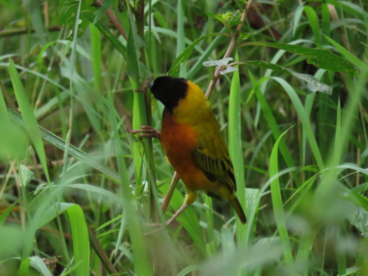 Black-headed Weaver - ML646221597