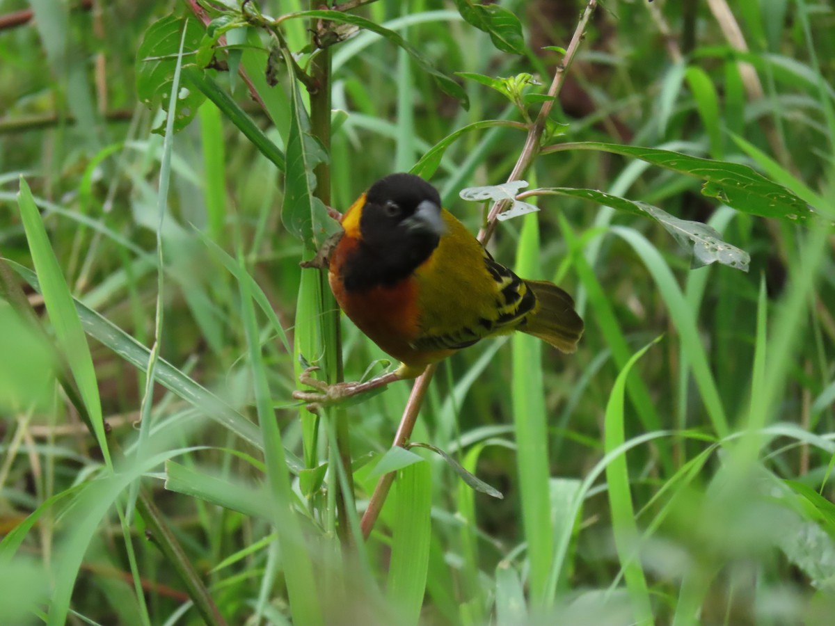 Black-headed Weaver - ML646221598