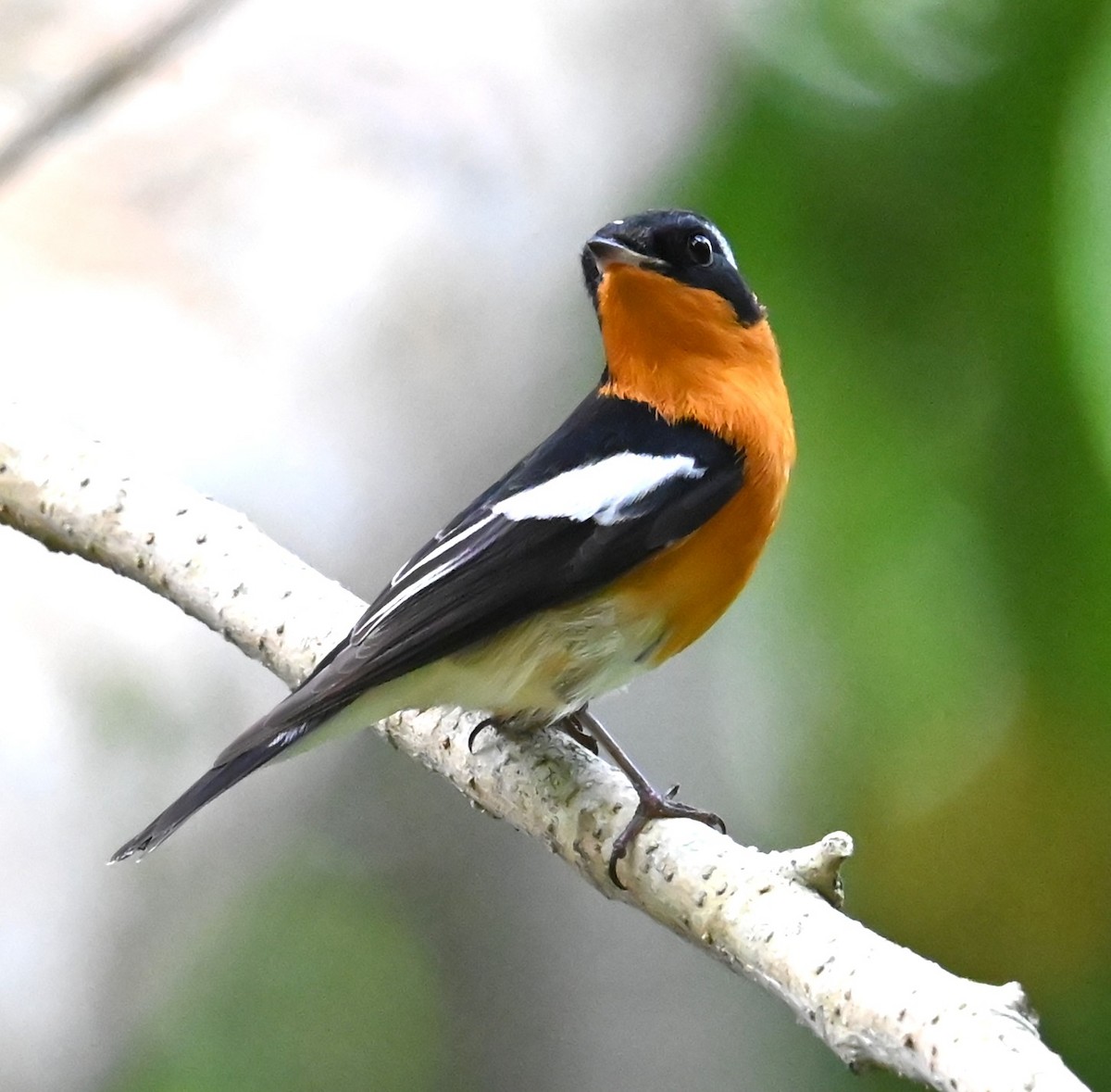 Mugimaki Flycatcher - ML646221599