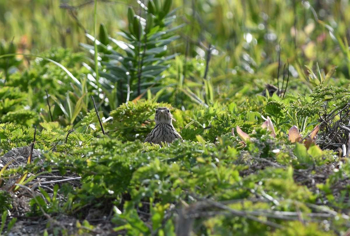 Жайворонок польовий - ML646221600