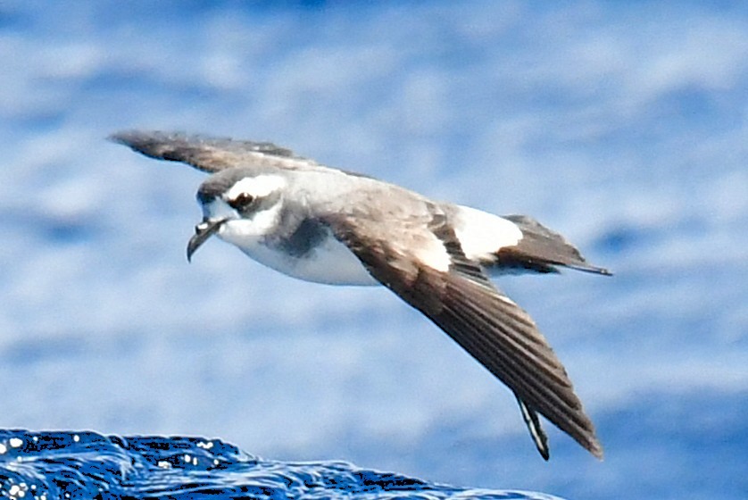 fregattstormsvale - ML646221602