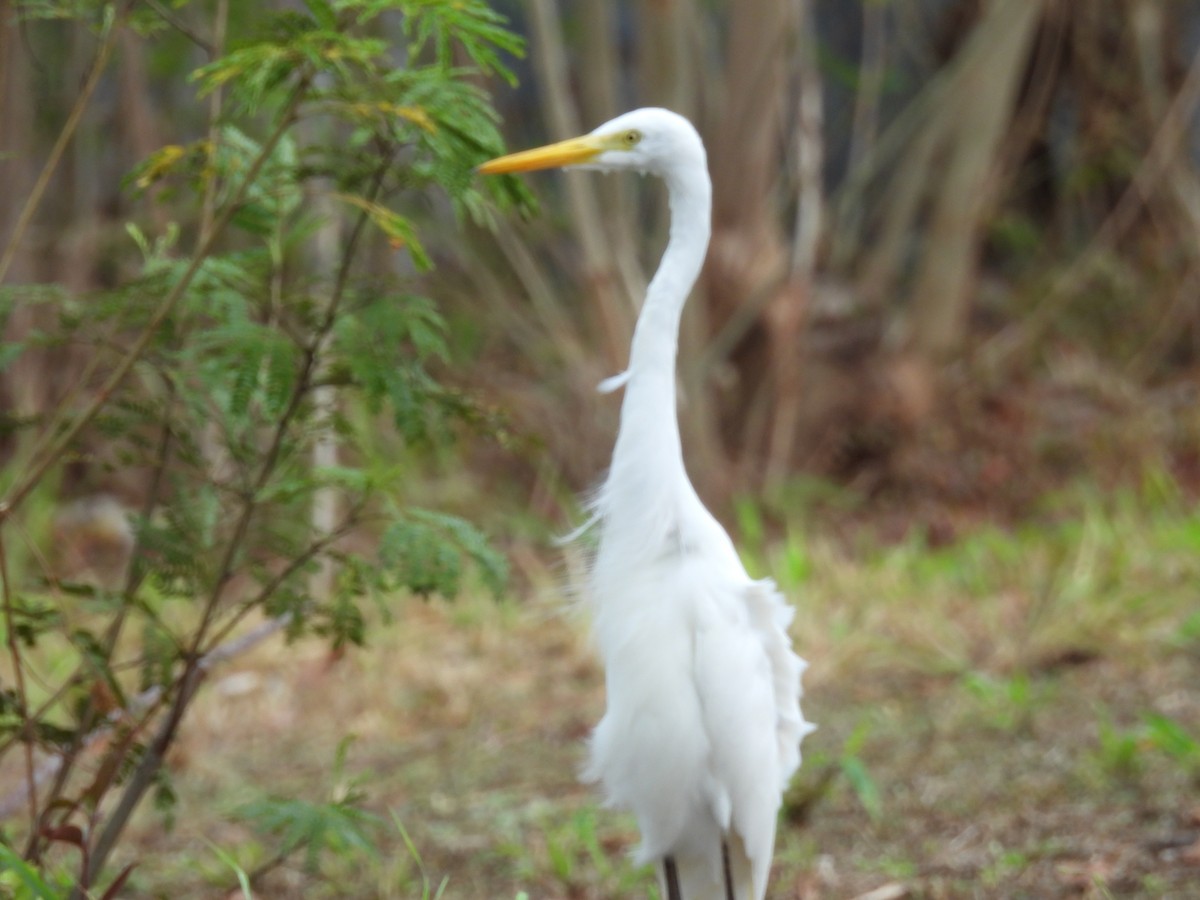 Koartza zuria (australasiarra) - ML646221603