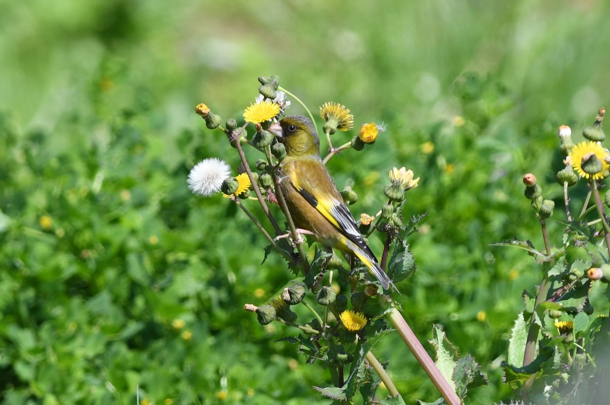 Зеленяк китайський - ML646221604