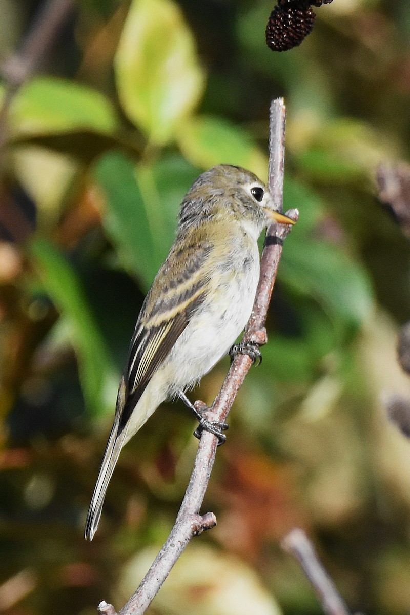 חטפית Empidonax בלתי-מזוהה - ML646221609