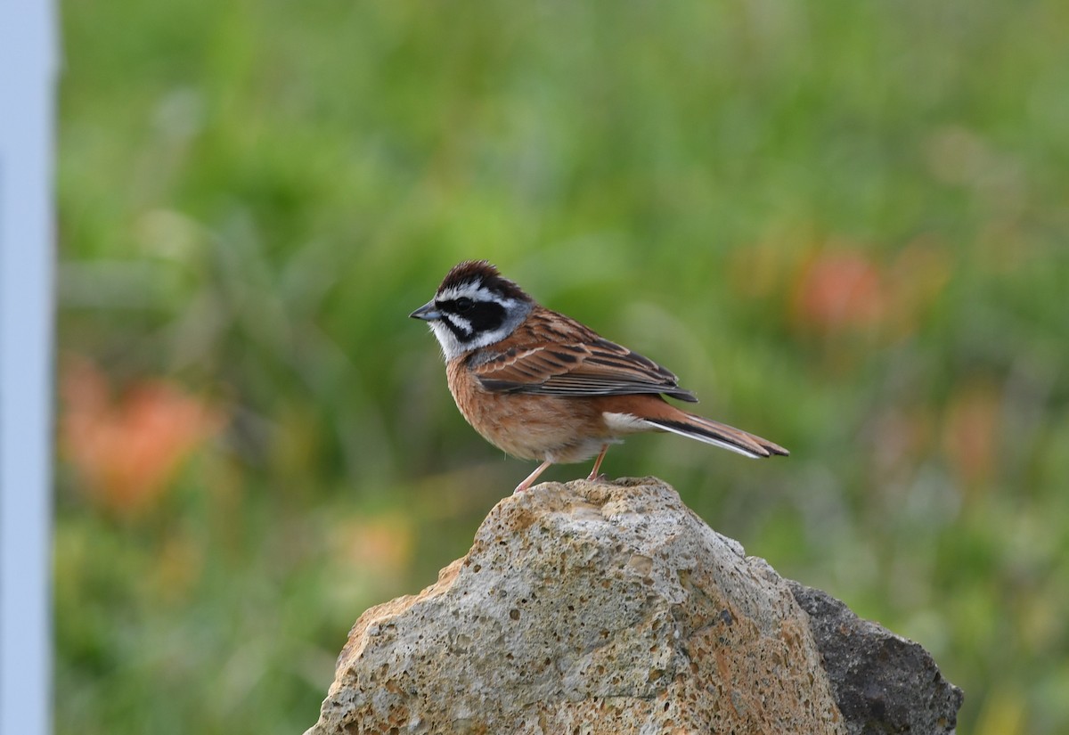 Вівсянка чорновуса - ML646221611