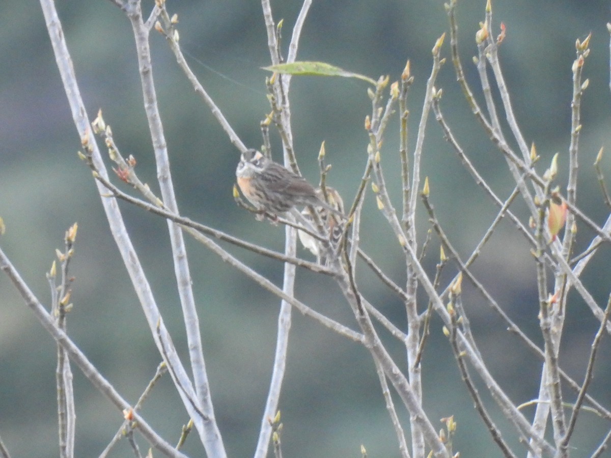 Rufous-breasted Accentor - ML646221615