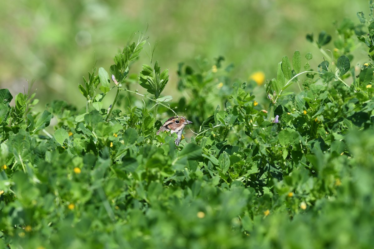 Вівсянка-крихітка - ML646221616