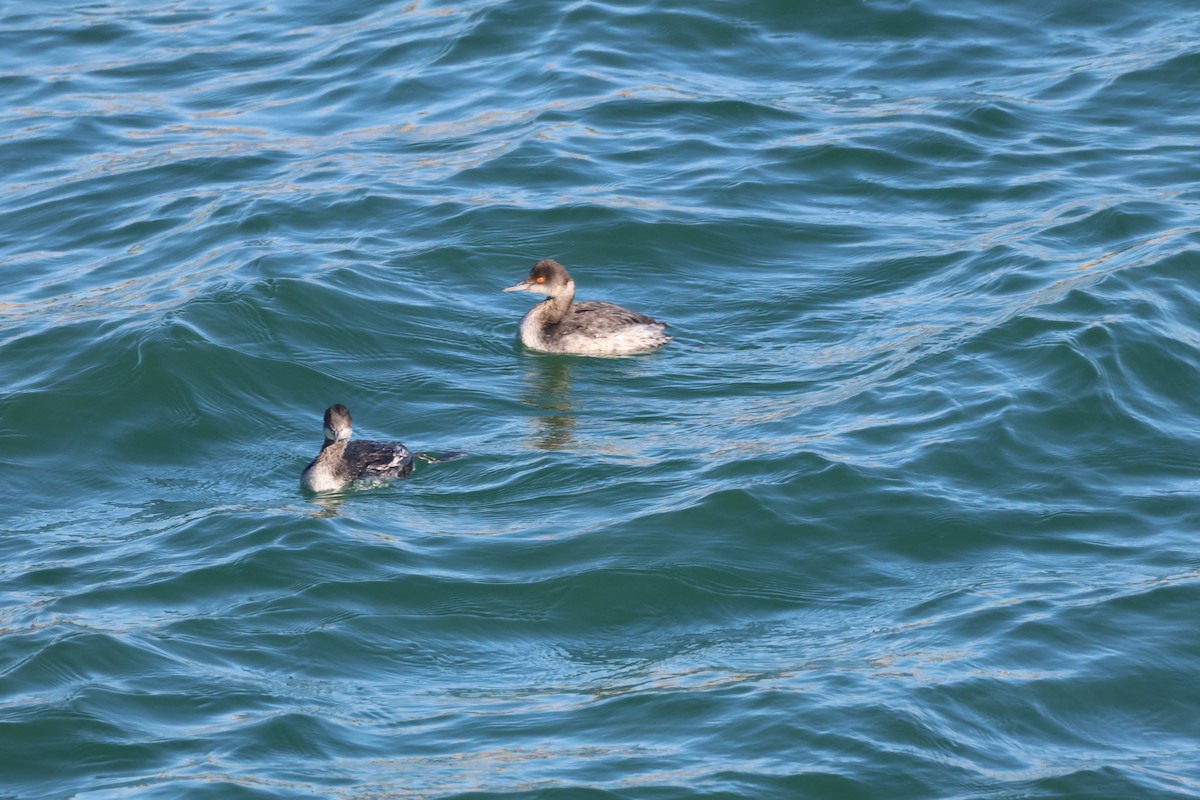 potápka černokrká - ML646221617