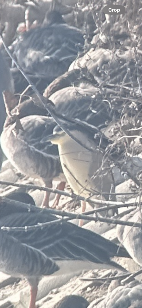 kvakoš noční - ML646221619