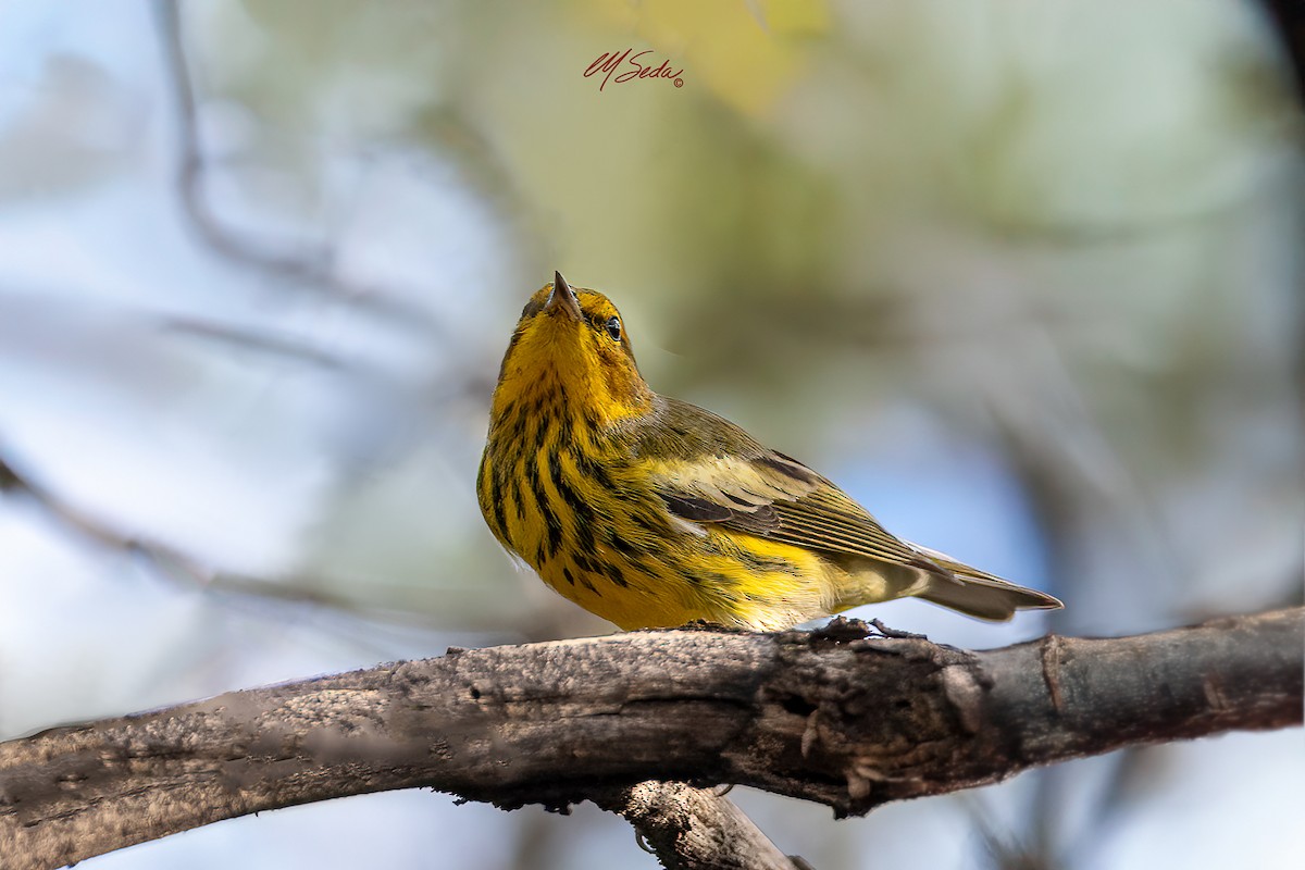 ホオアカアメリカムシクイ - ML646221620