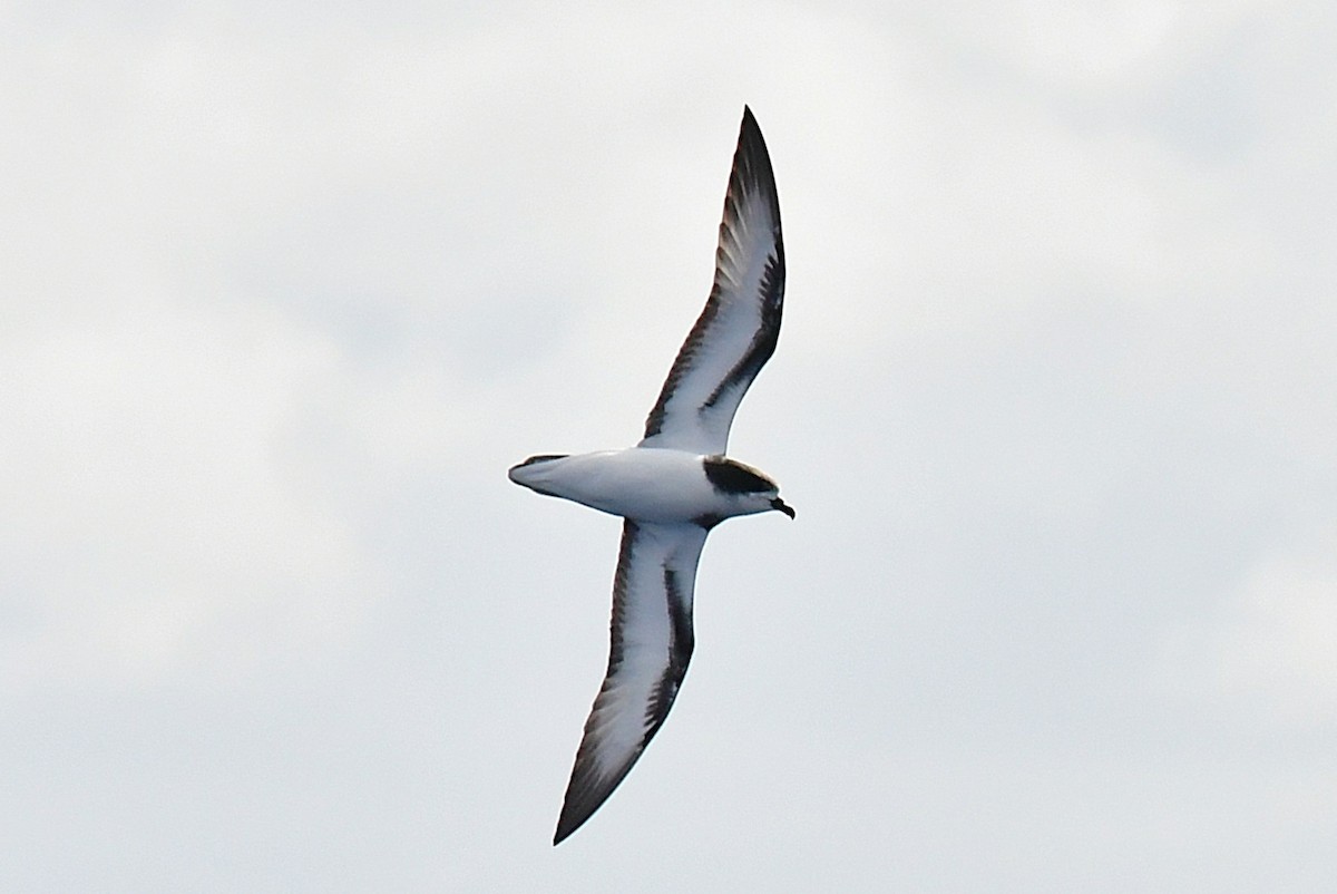Gould's Petrel - ML646221623
