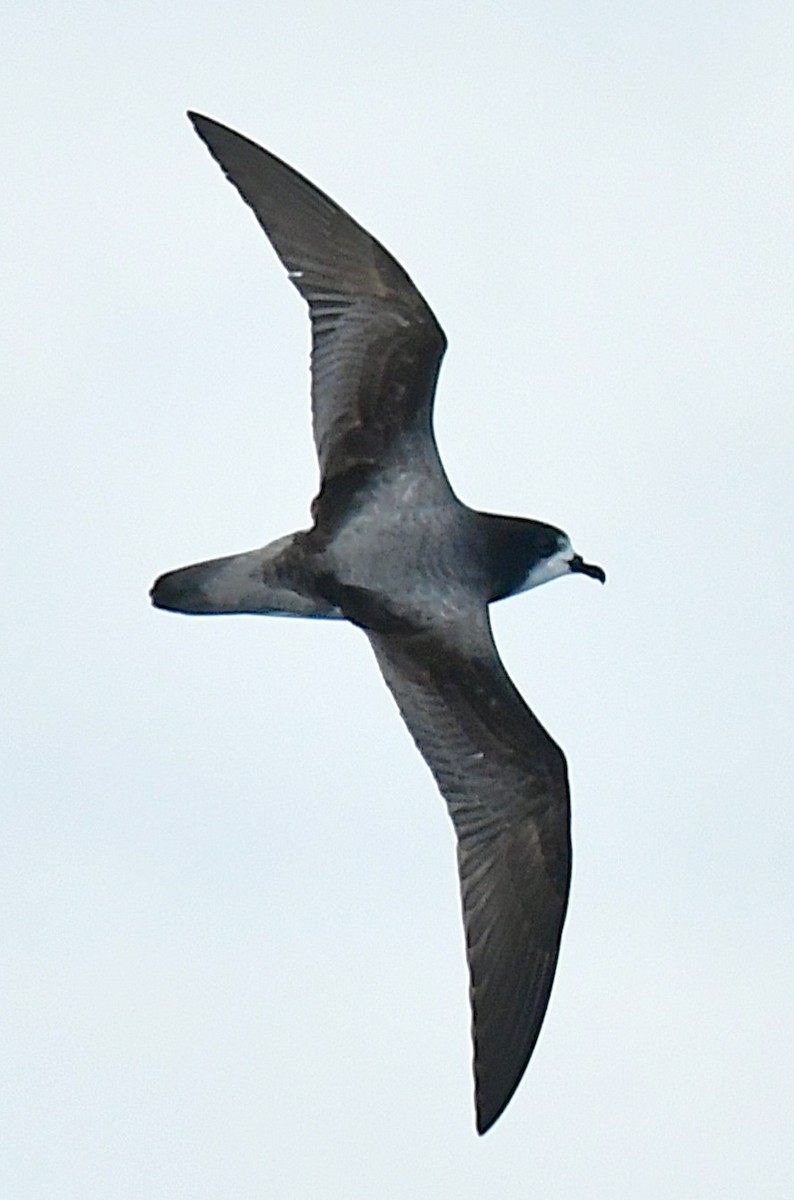 Gould's Petrel - ML646221624