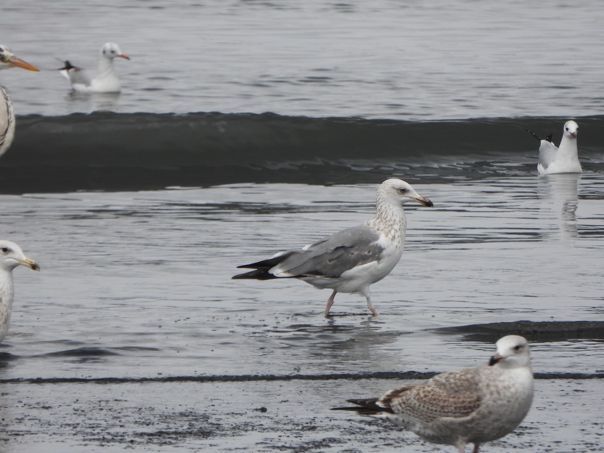 Мартин чорнокрилий - ML646221631