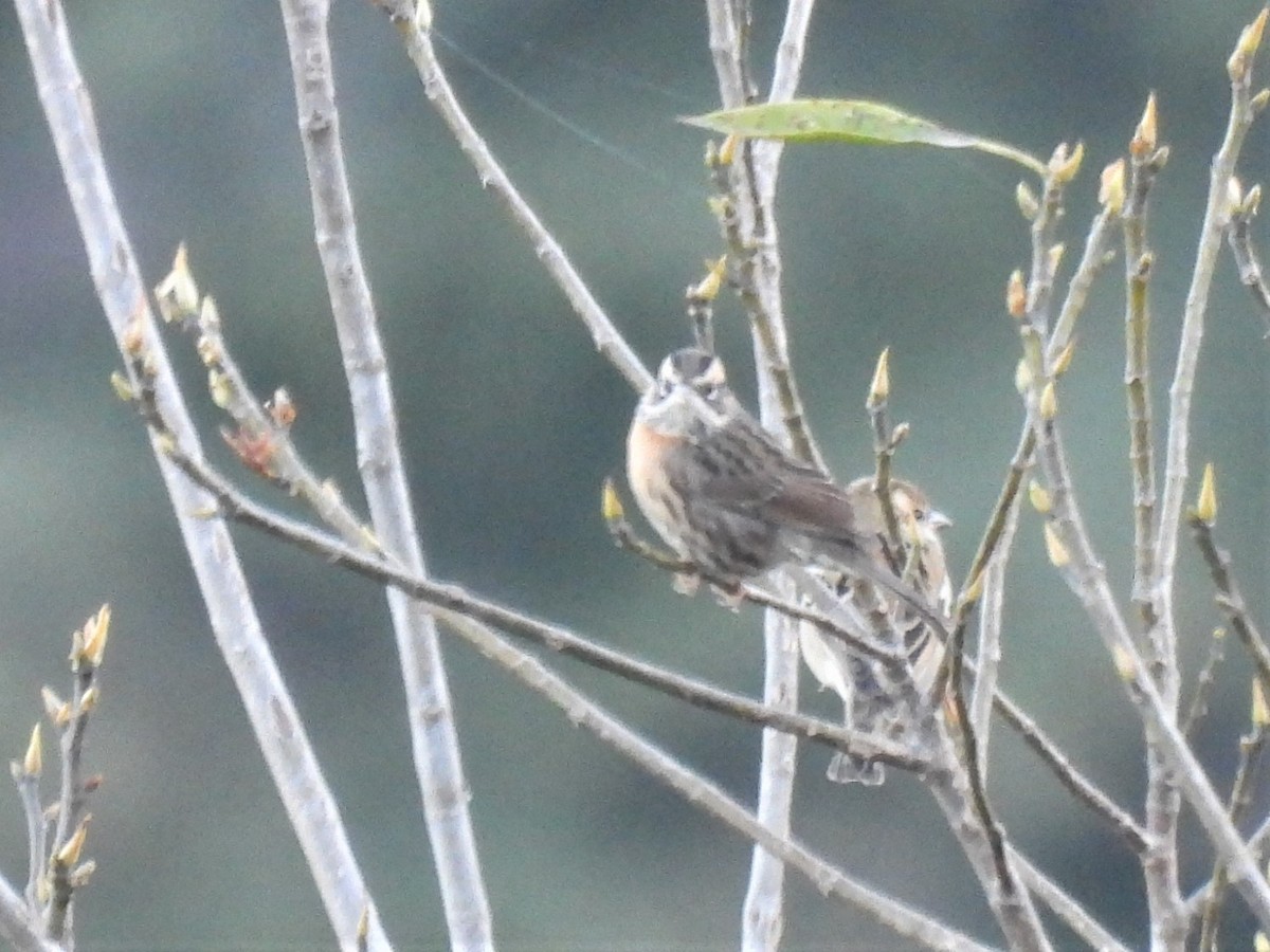 Rufous-breasted Accentor - ML646221640