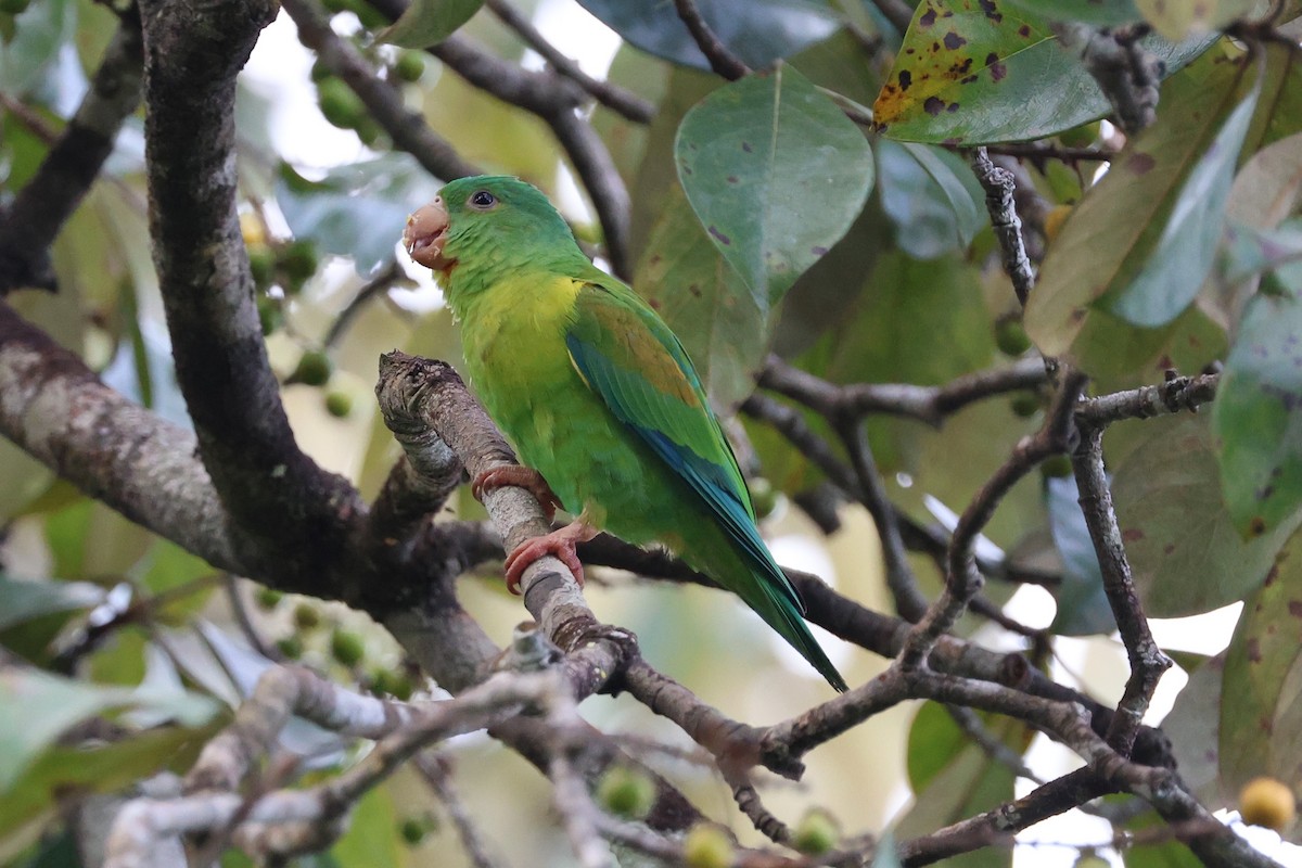 Orange-chinned Parakeet - ML646221641