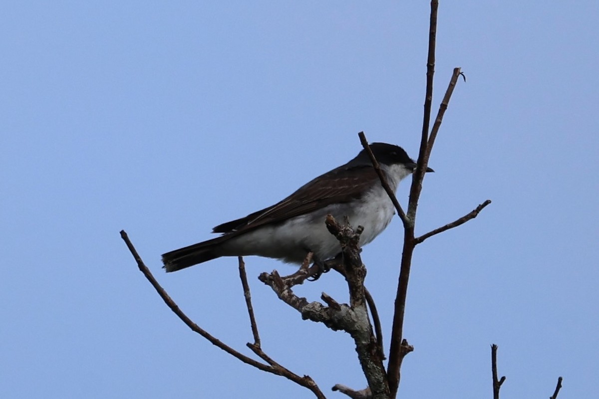 Eastern Kingbird - ML646221643