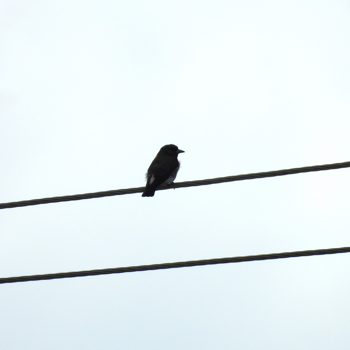 White-breasted Woodswallow - ML646221645