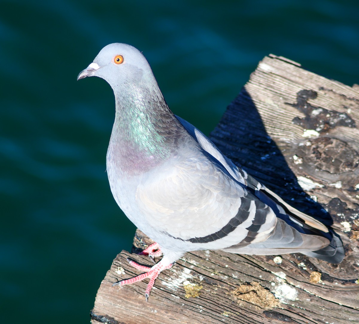 Haitz-usoa (etxekoa) - ML646221647