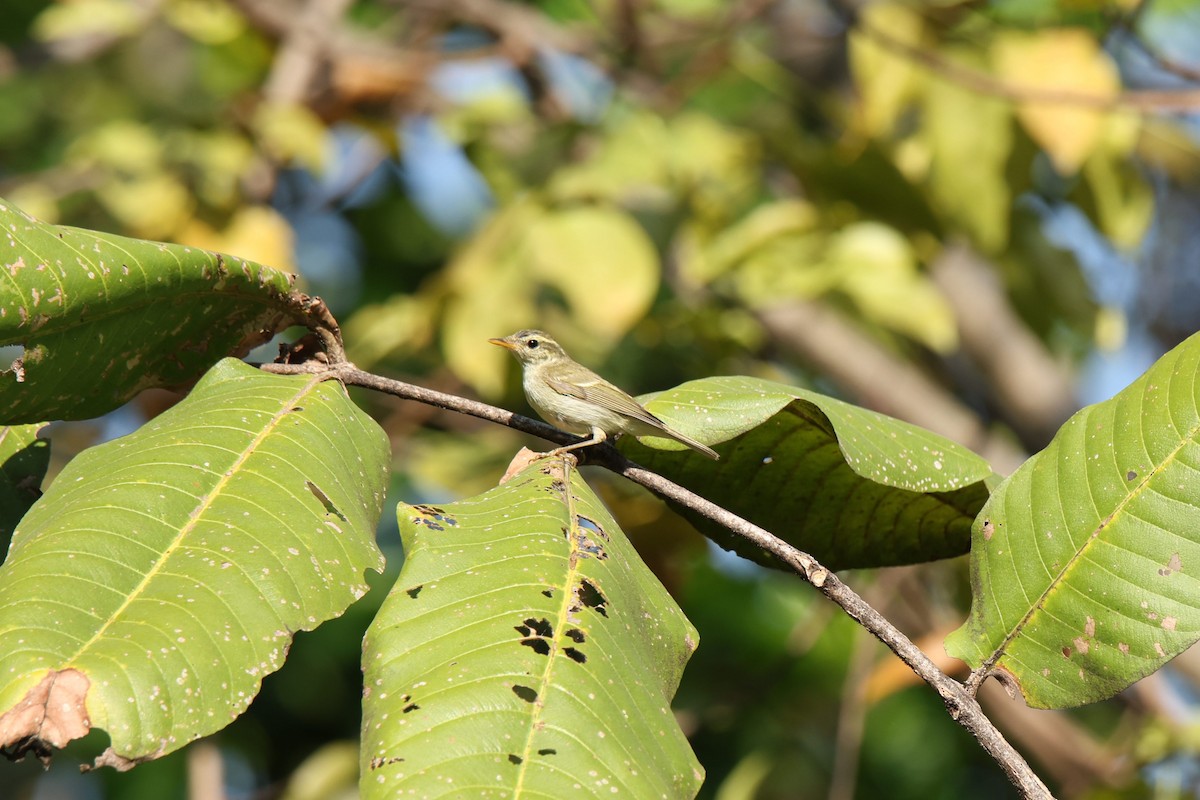 Txio hankagrisa - ML646221648