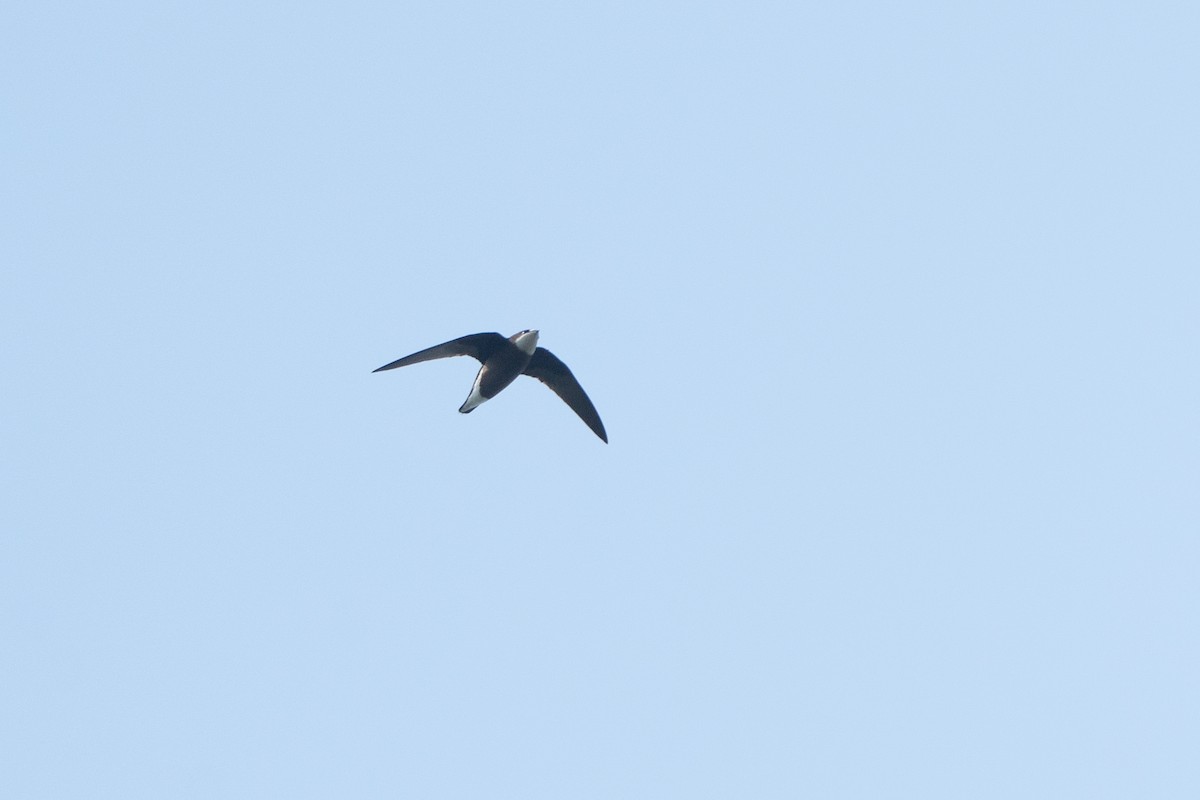 White-throated Needletail - ML646221653