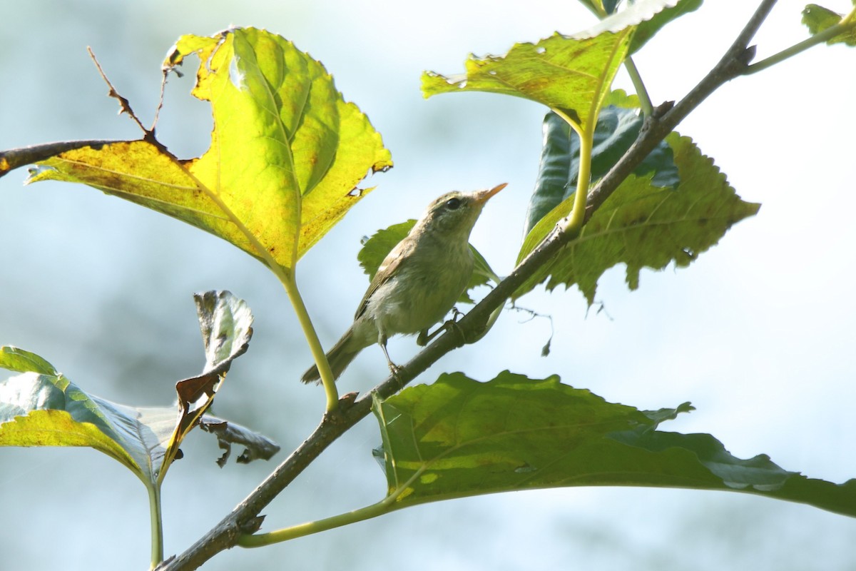 Txio hankagrisa - ML646221654