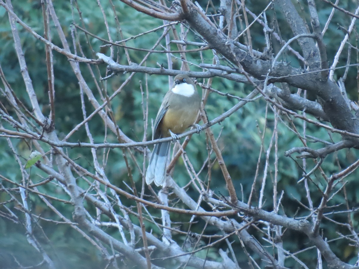 White-throated Laughingthrush - ML646221655