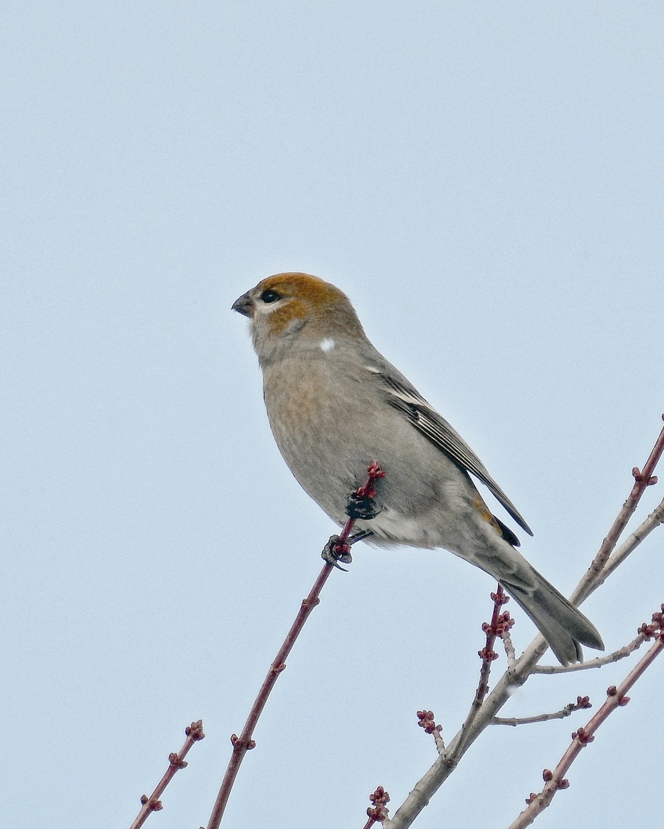 Pinu-gailupa - ML646221656