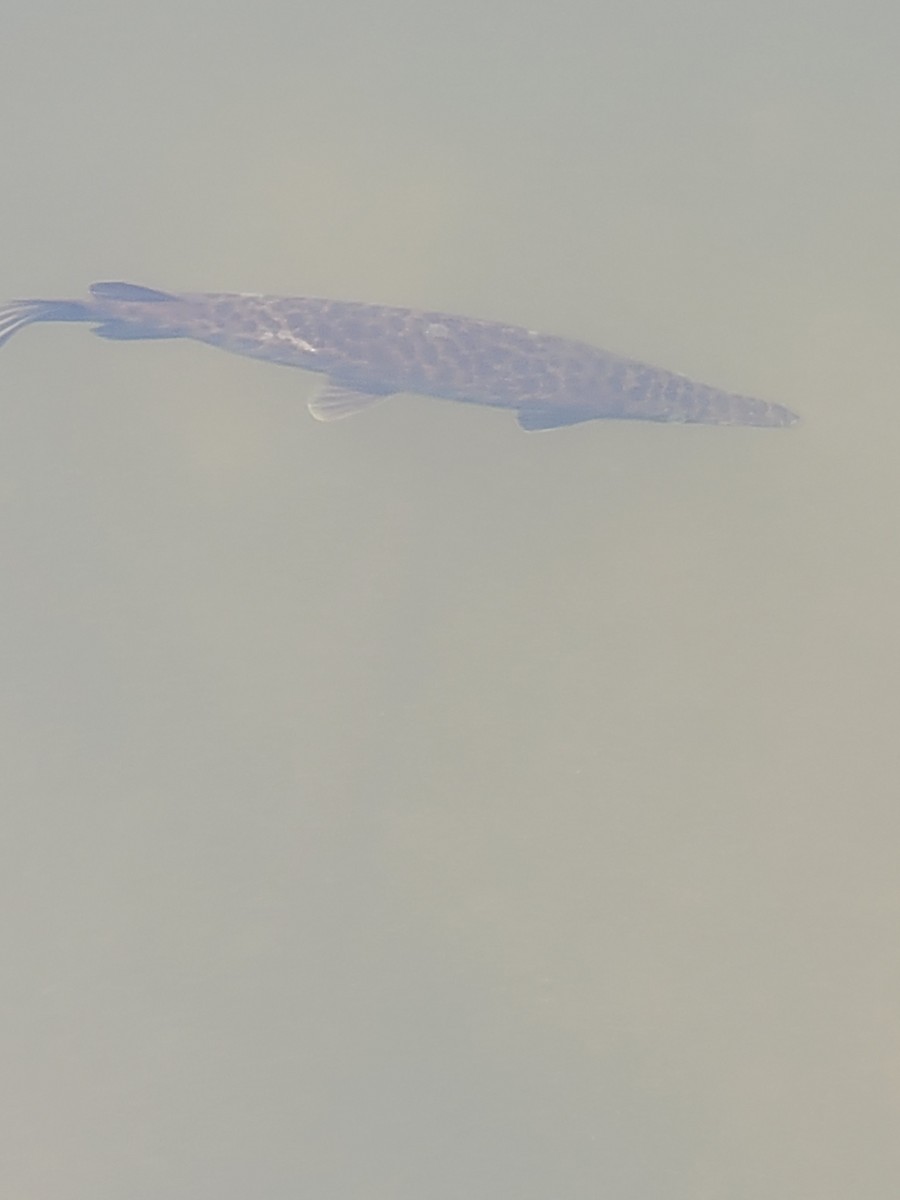 Ray-finned Fishes - ML646221659