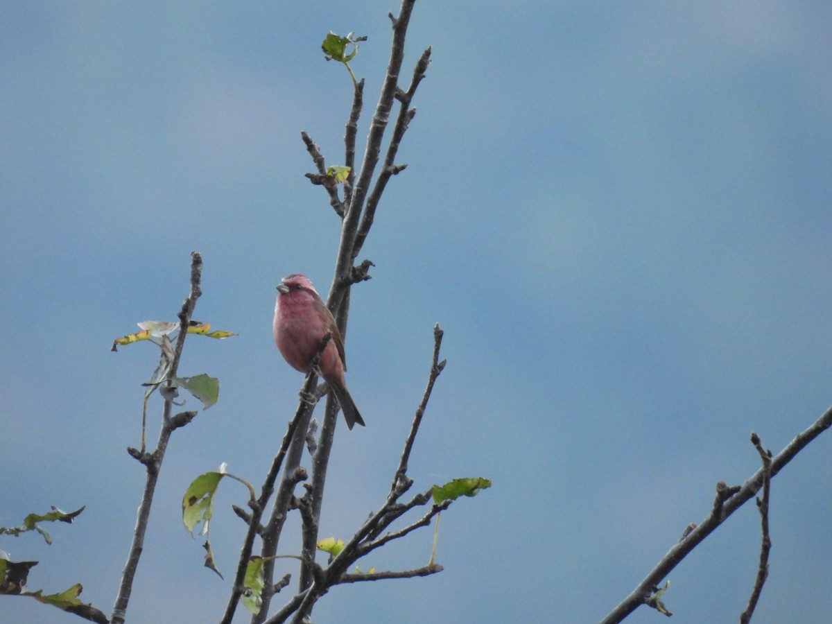 Pink-browed Rosefinch - ML646221660