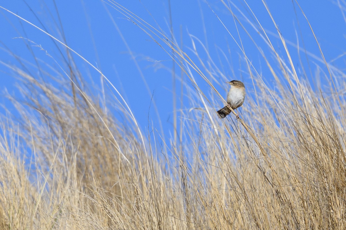 Grass Wren - ML646221661