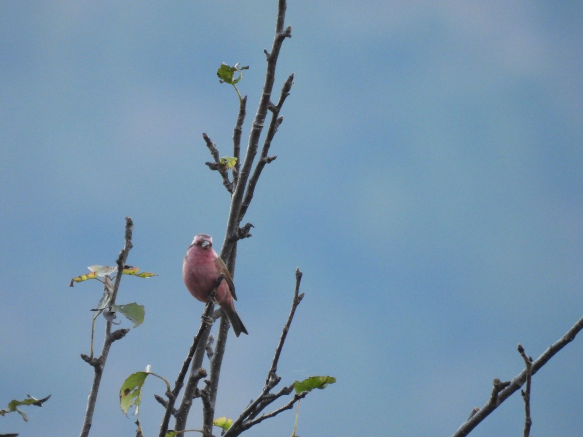 Pink-browed Rosefinch - ML646221663