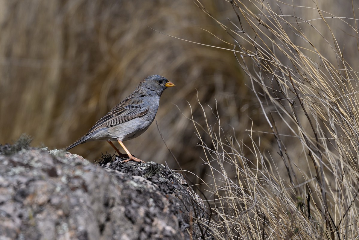 Band-tailed Sierra Finch - ML646221668