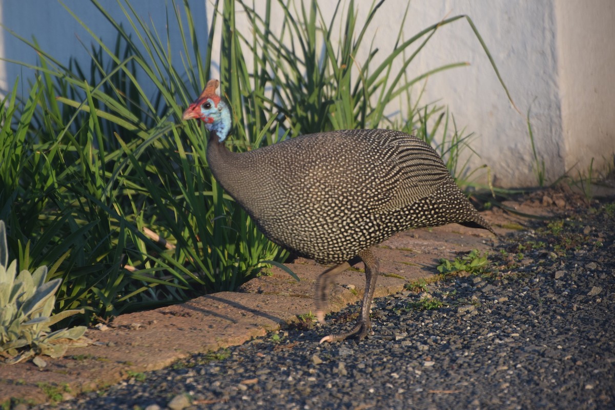 Pintada arrunta - ML646221669