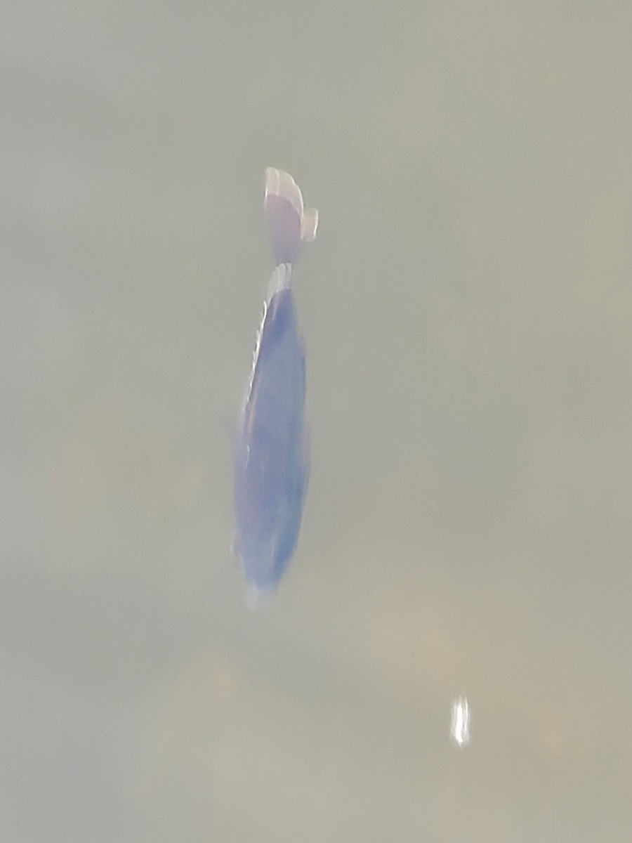 Ray-finned Fishes - ML646221670