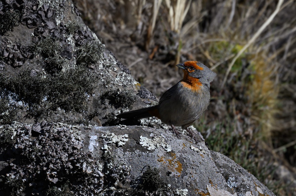 Tucuman Mountain Finch - ML646221671