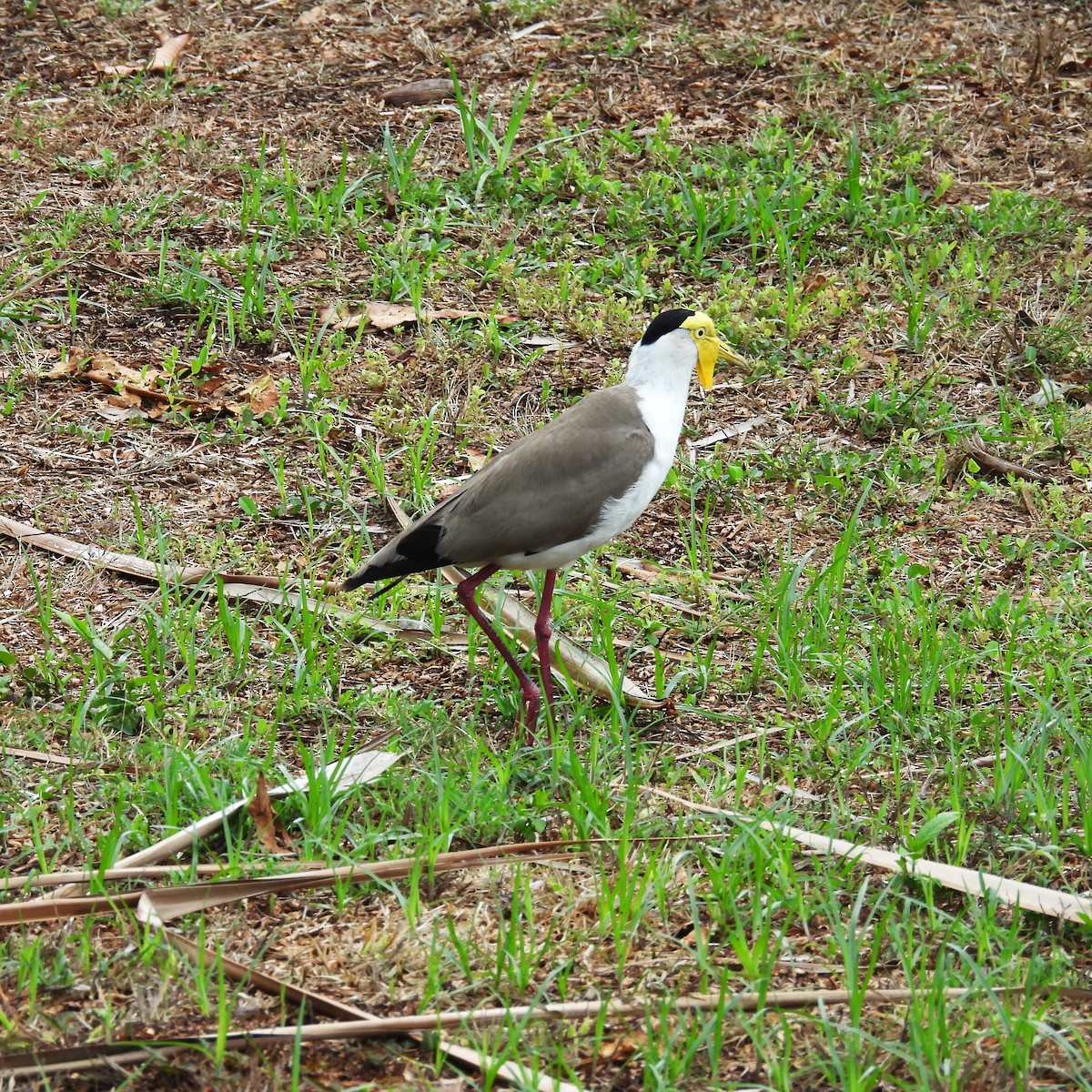 Masked Lapwing (Masked) - ML646221673