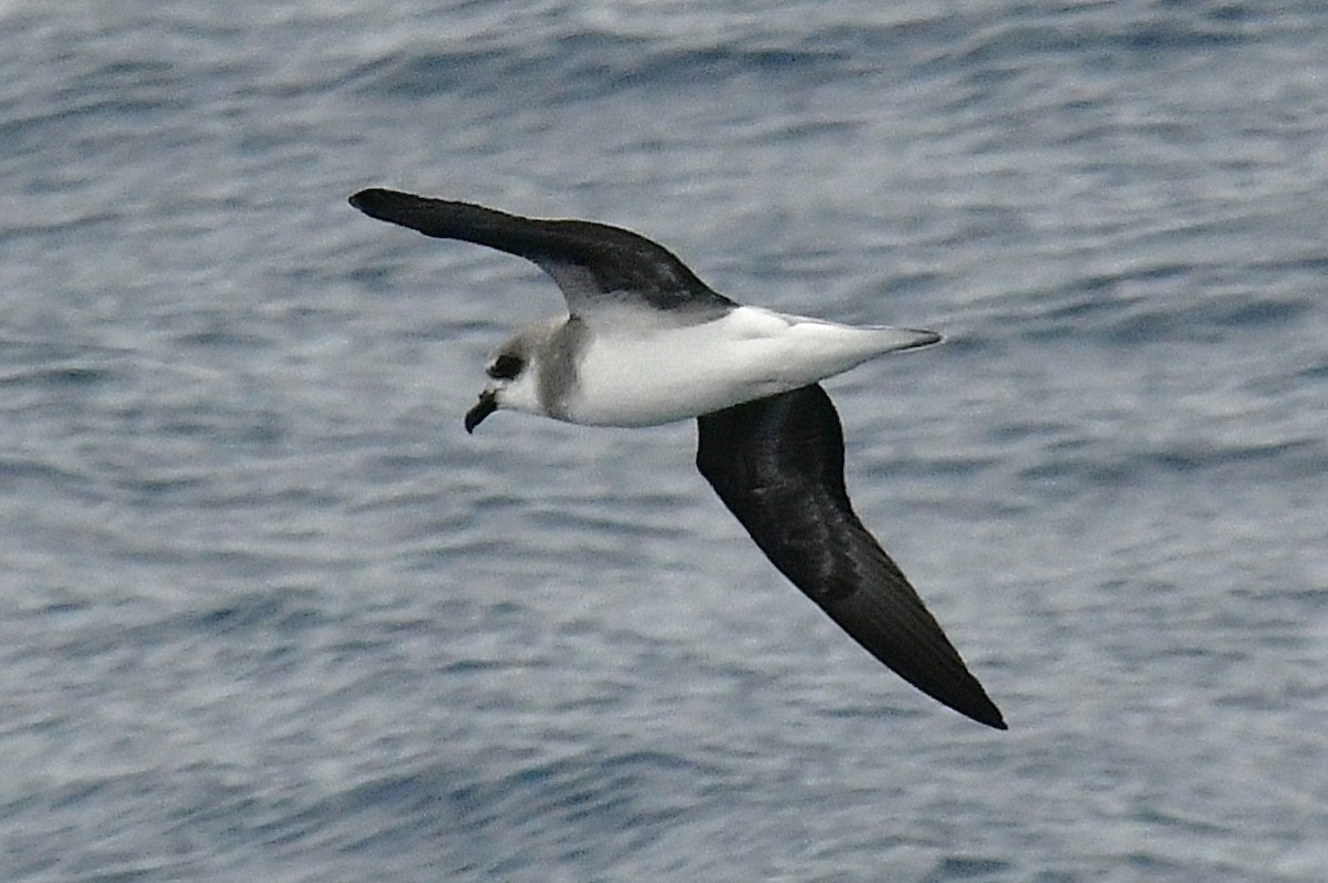 Brai leuna - ML646221674