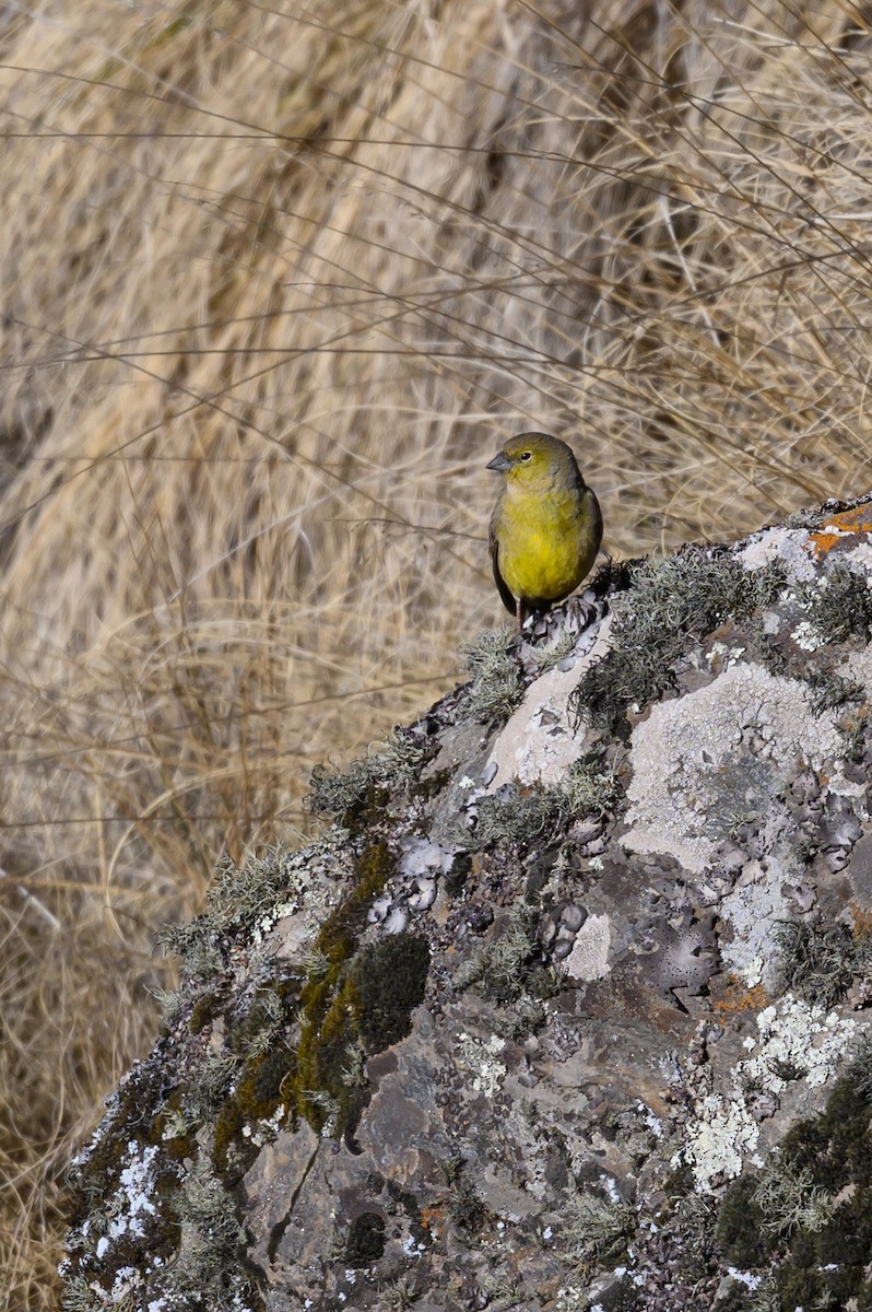 Greenish Yellow-Finch - ML646221676