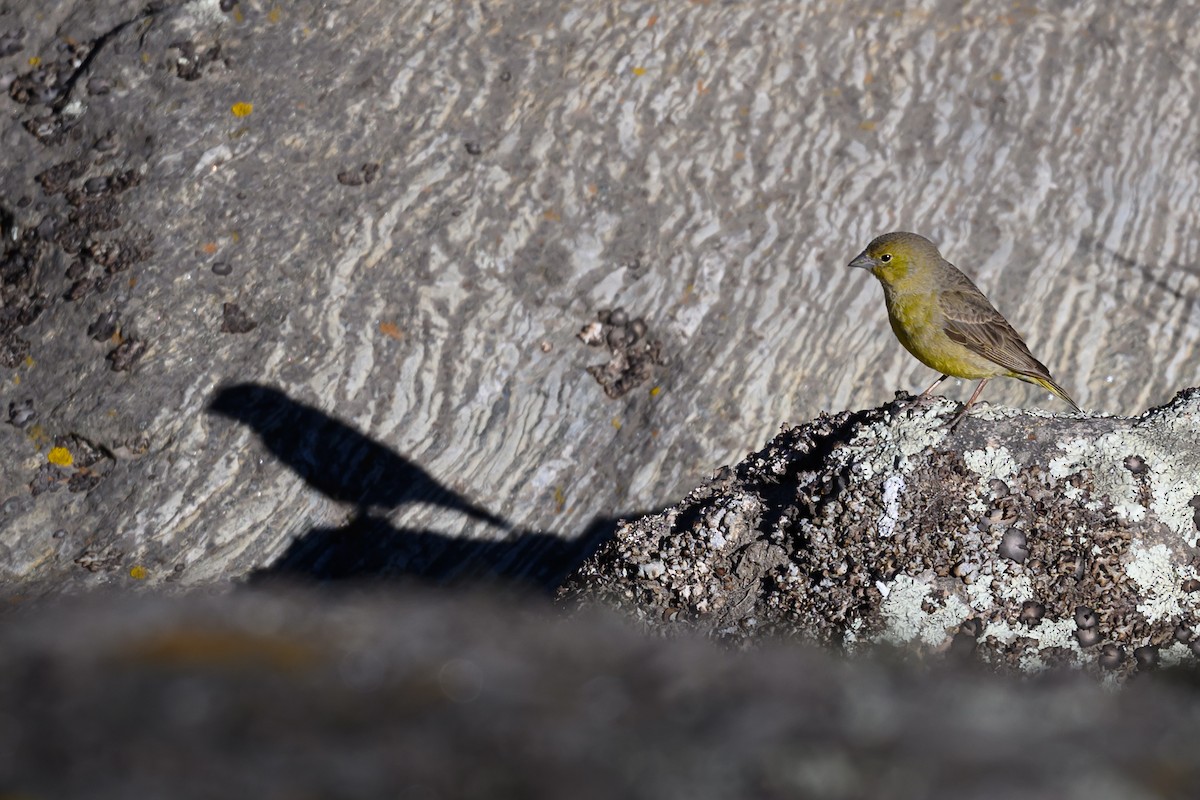 Greenish Yellow-Finch - ML646221677