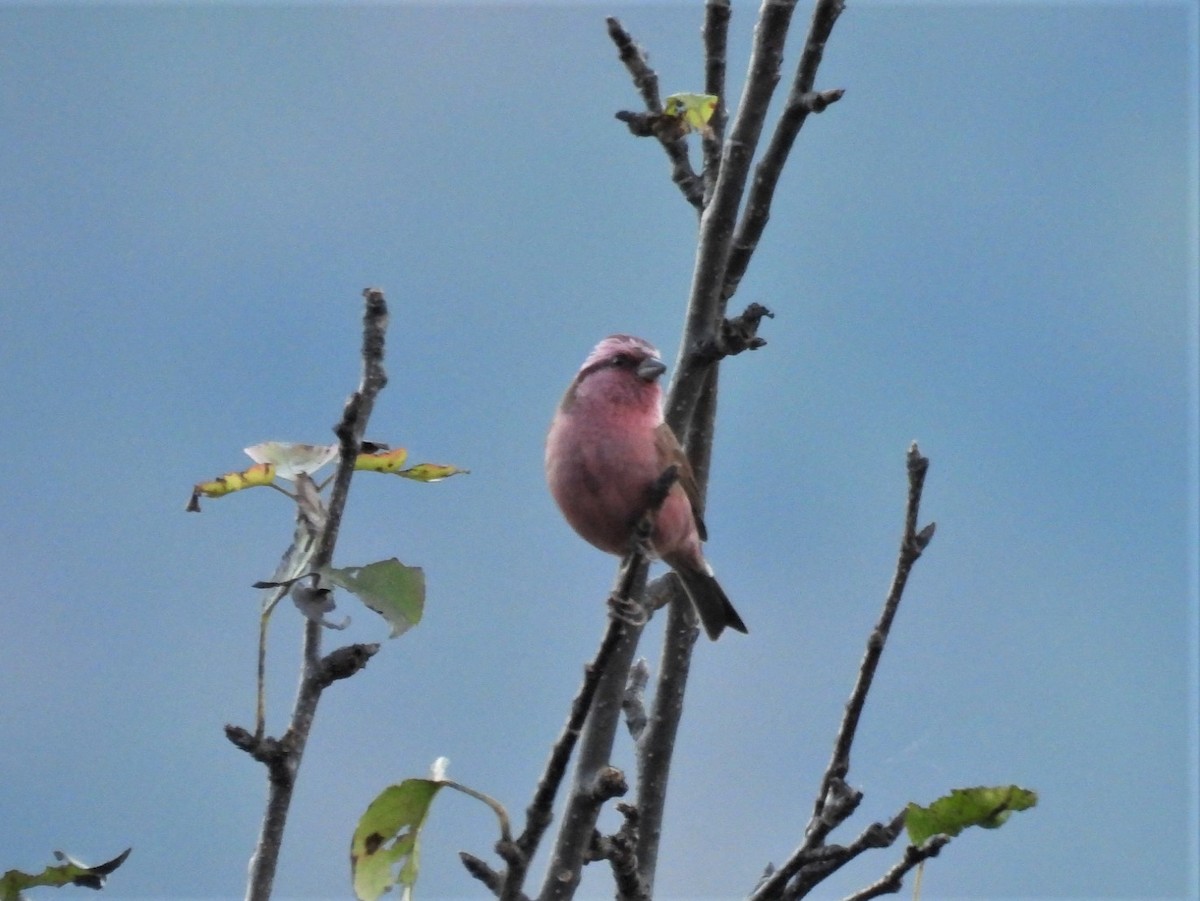 Pink-browed Rosefinch - ML646221678