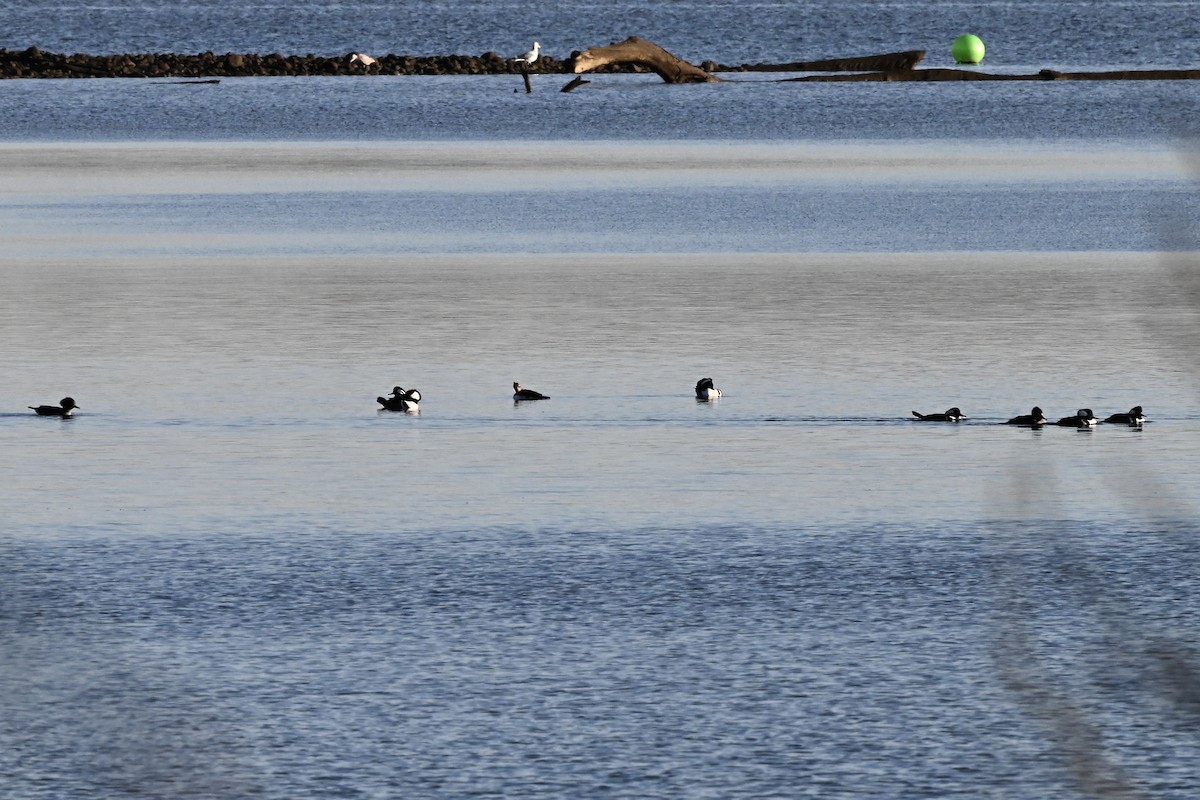 Zerra buruhandia - ML646221679